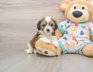 6 week old Cavachon Puppy For Sale - Premier Pups