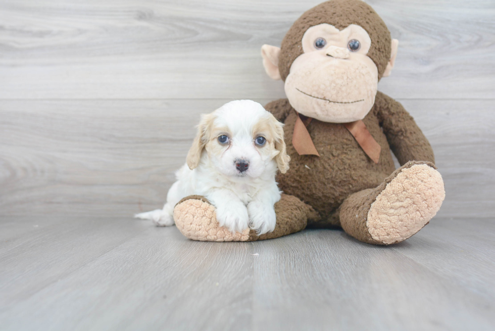 Adorable Cavalier Designer Puppy