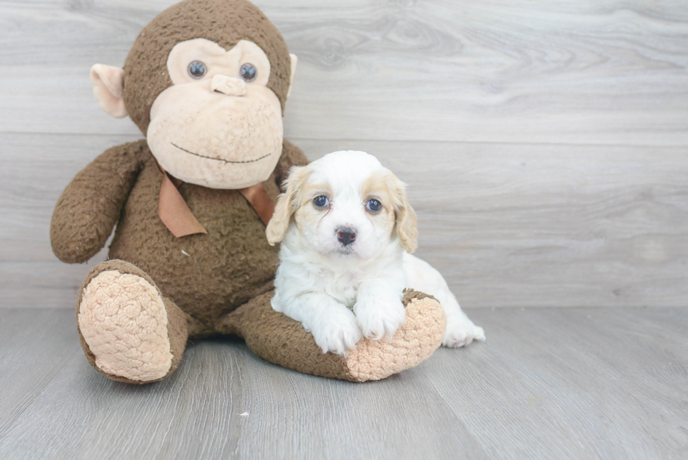 Cavachon Puppy for Adoption