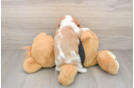 Little Cavalier King Charles Spaniel Purebred Pup