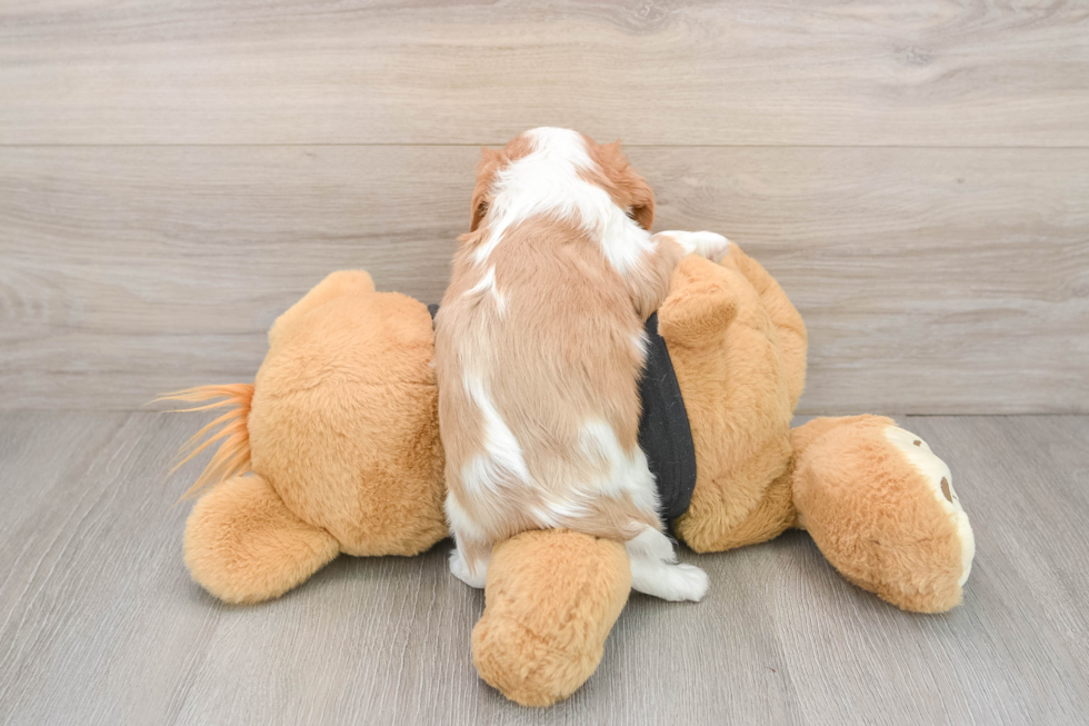 Little Cavalier King Charles Spaniel Purebred Pup