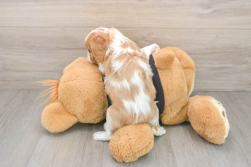 Cavalier King Charles Spaniel Pup Being Cute