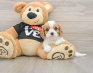 6 week old Cavalier King Charles Spaniel Puppy For Sale - Premier Pups