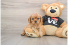 Cavalier King Charles Spaniel Puppy for Adoption