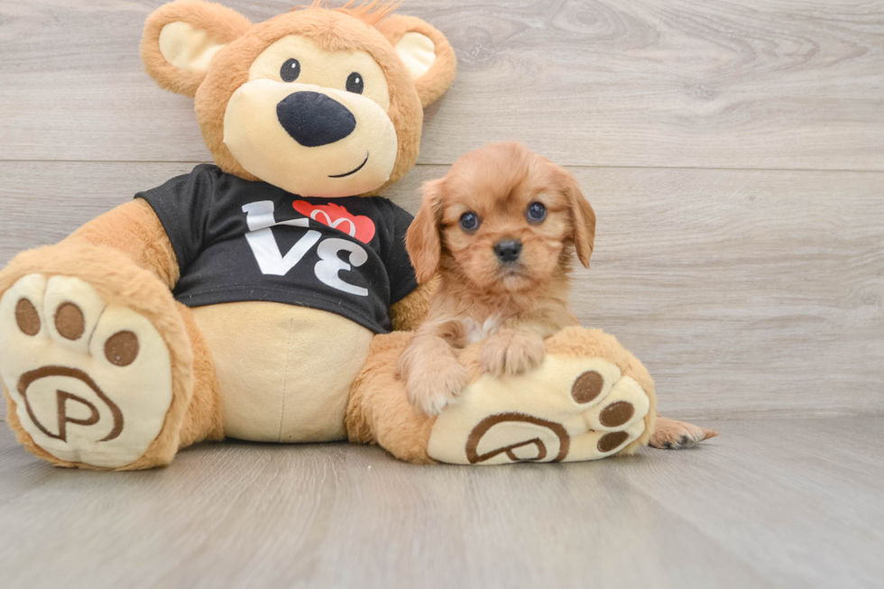 Cavalier King Charles Spaniel Puppy for Adoption