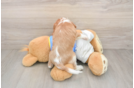 Popular Cavalier King Charles Spaniel Baby