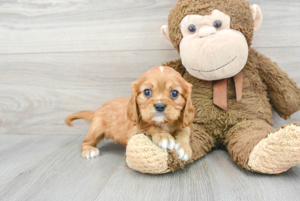 Cavalier King Charles Spaniel Puppy for Adoption