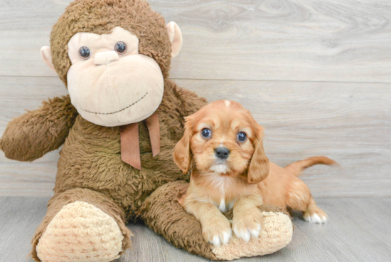 Cavalier King Charles Spaniel Puppy for Adoption