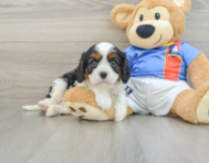 5 week old Cavalier King Charles Spaniel Puppy For Sale - Premier Pups