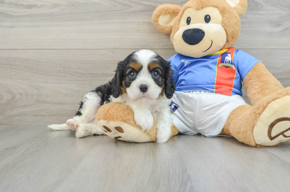 6 week old Cavalier King Charles Spaniel Puppy For Sale - Premier Pups