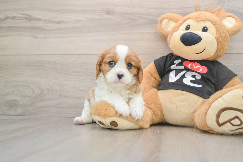 Best Cavalier King Charles Spaniel Baby