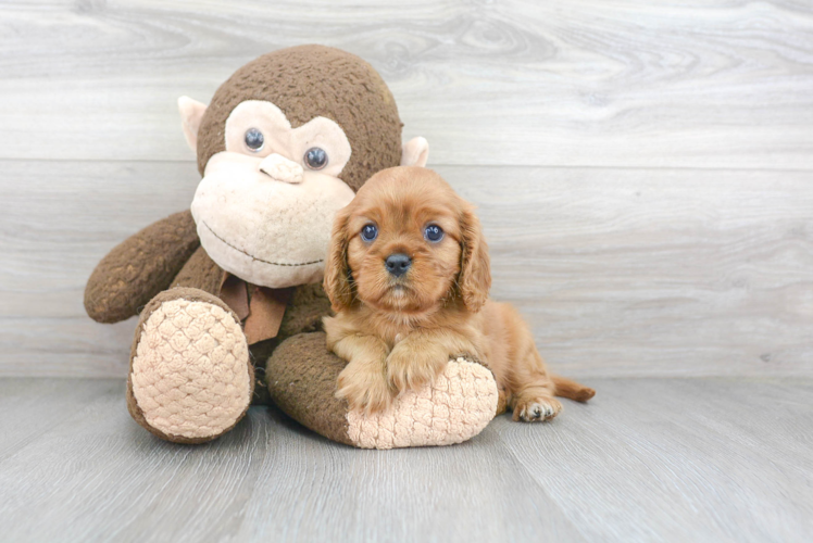 Cavalier King Charles Spaniel Puppy for Adoption