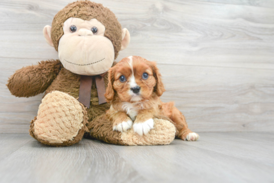 Best Cavalier King Charles Spaniel Baby