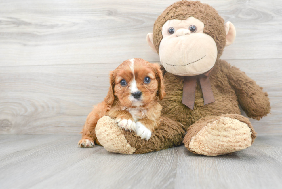 Small Cavalier King Charles Spaniel Baby