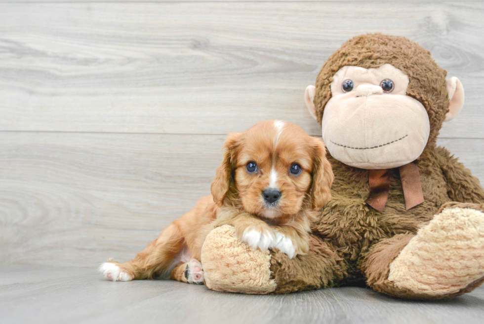 Cavalier King Charles Spaniel Pup Being Cute