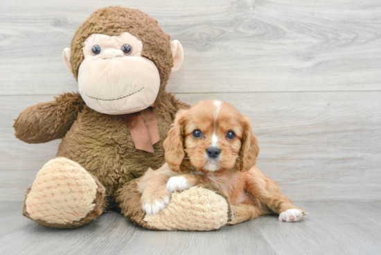 Playful Cavalier King Charles Spaniel Baby