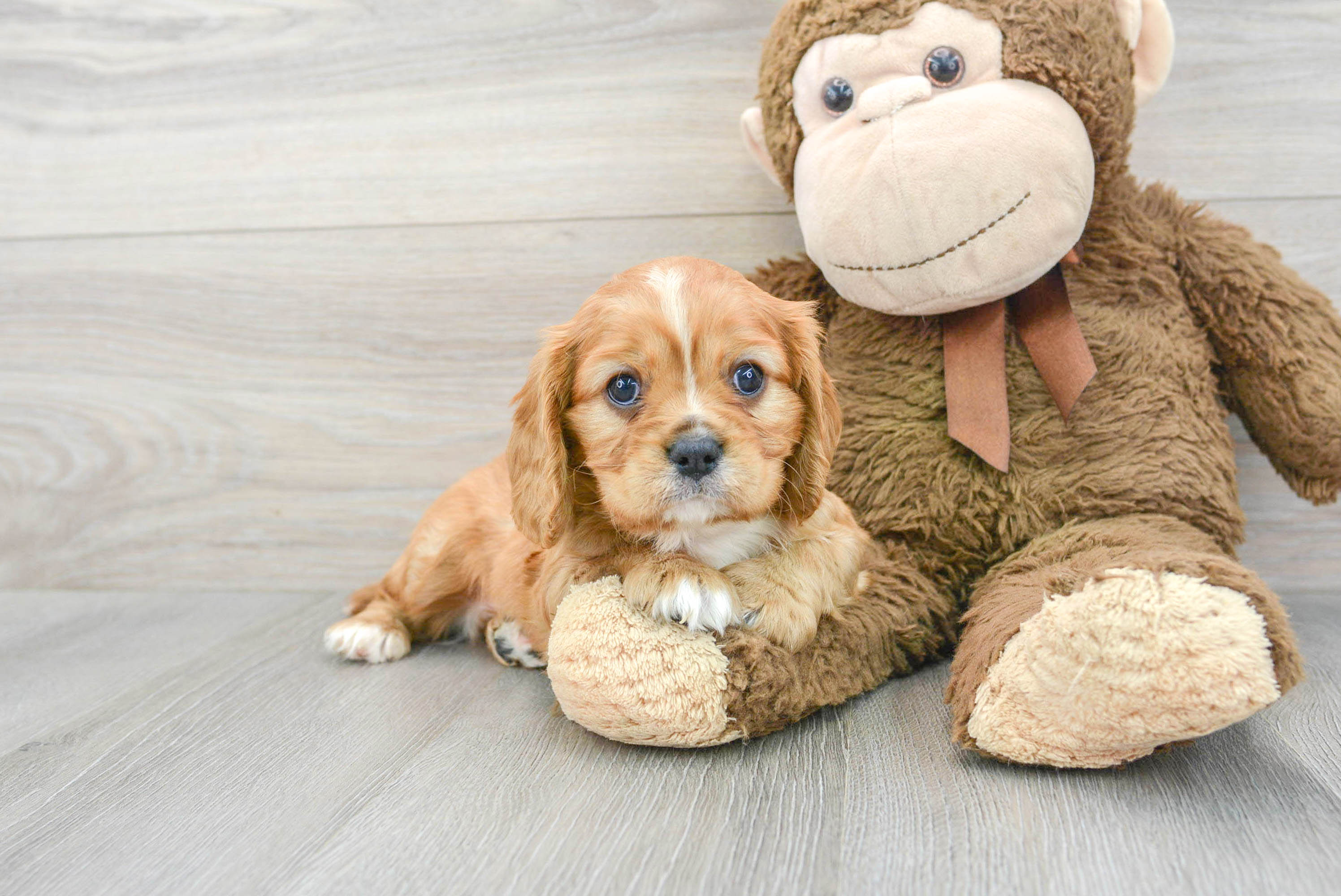 Hypoallergenic Cavalier King Charles Spaniel Baby
