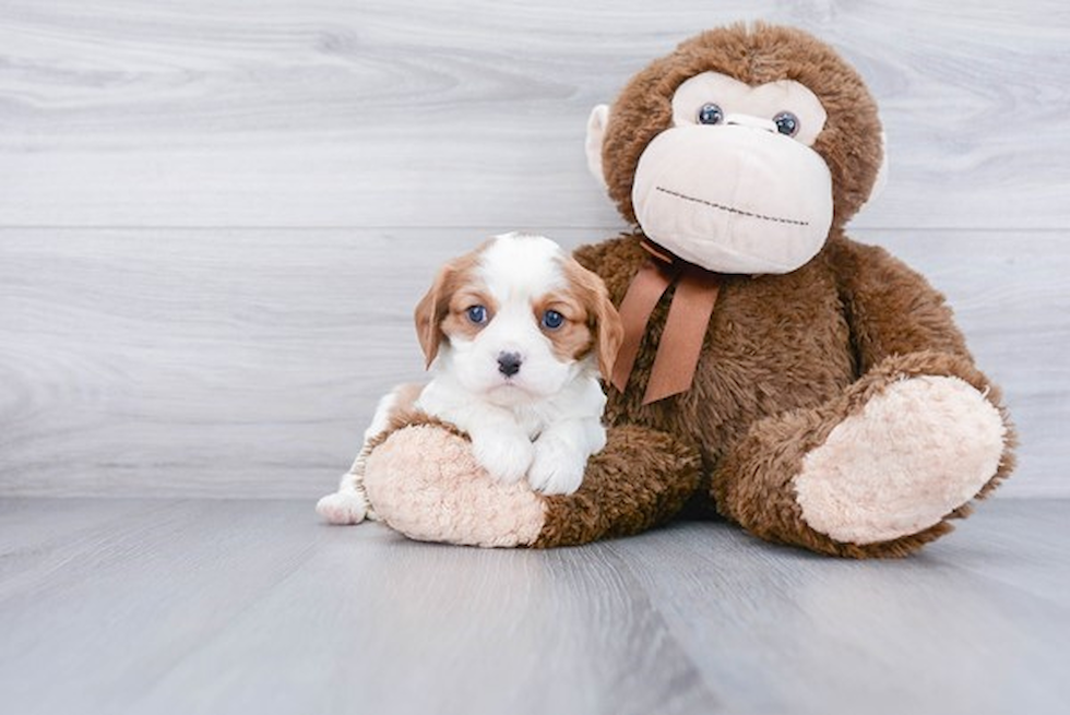 Hypoallergenic Cavalier King Charles Spaniel Purebred Pup