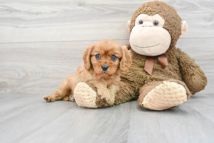 Cute Cavalier King Charles Spaniel Purebred Puppy