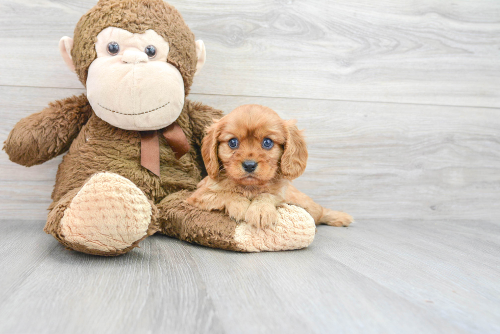 Sweet Cavalier King Charles Spaniel Purebred Puppy