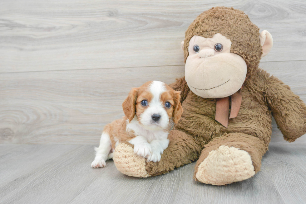 Cavalier King Charles Spaniel Puppy for Adoption