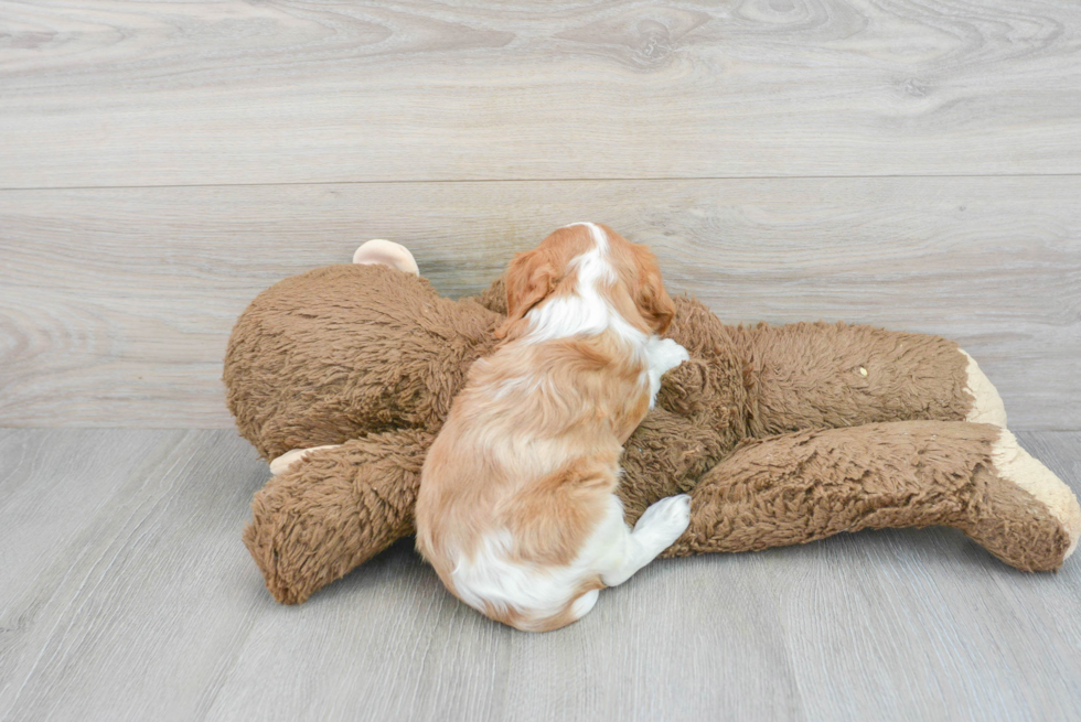 Playful Cavalier King Charles Spaniel Baby