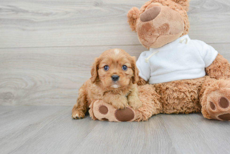 Cavalier King Charles Spaniel Pup Being Cute