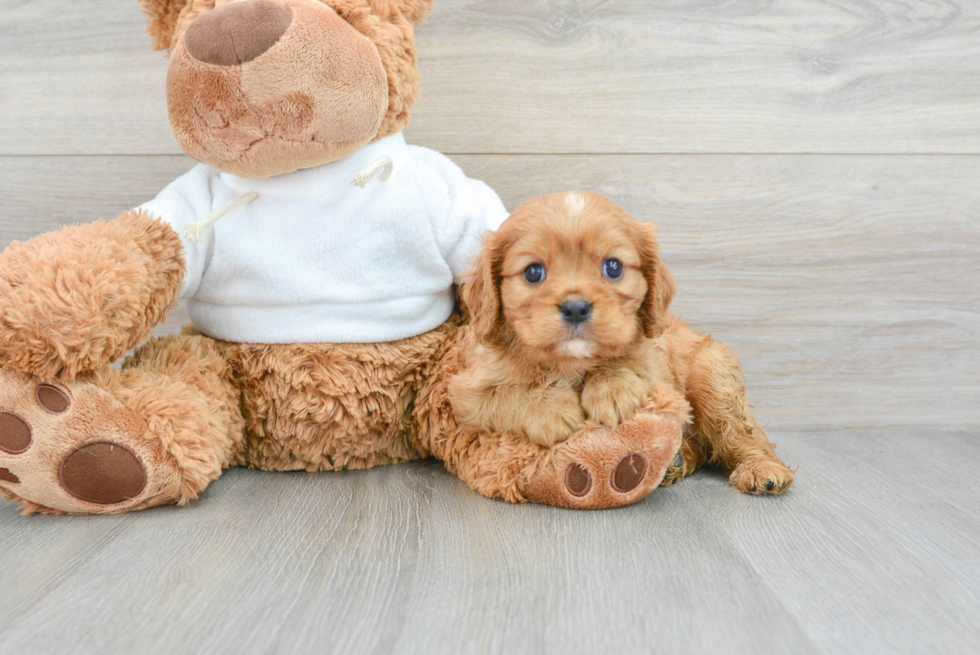 Friendly Cavalier King Charles Spaniel Purebred Pup