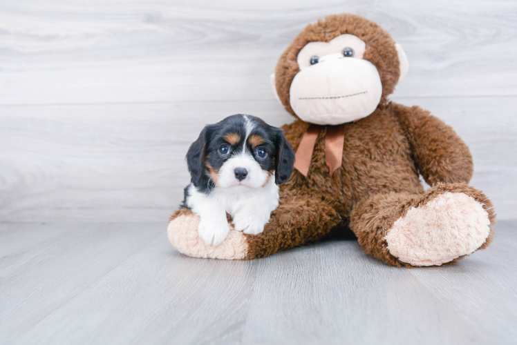 Funny Cavalier King Charles Spaniel Purebred Pup