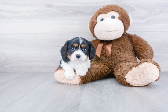 Funny Cavalier King Charles Spaniel Purebred Pup