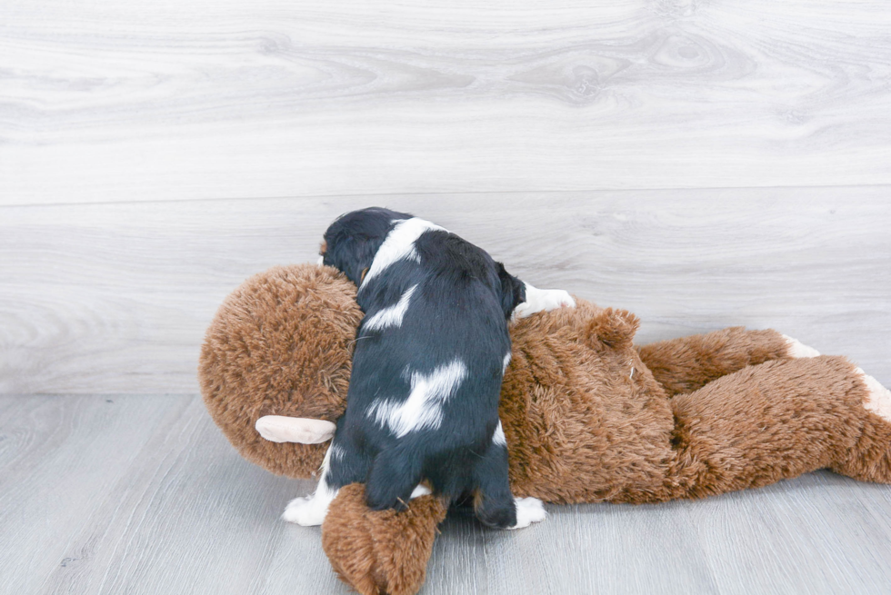 Happy Cavalier King Charles Spaniel Purebred Puppy