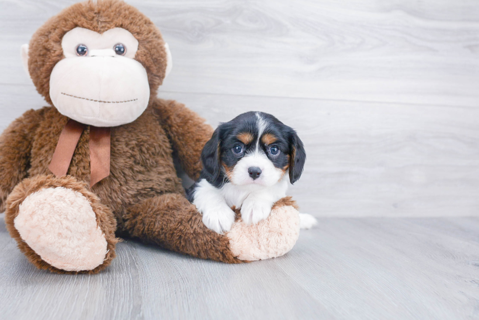 Hypoallergenic Cavalier King Charles Spaniel Purebred Pup