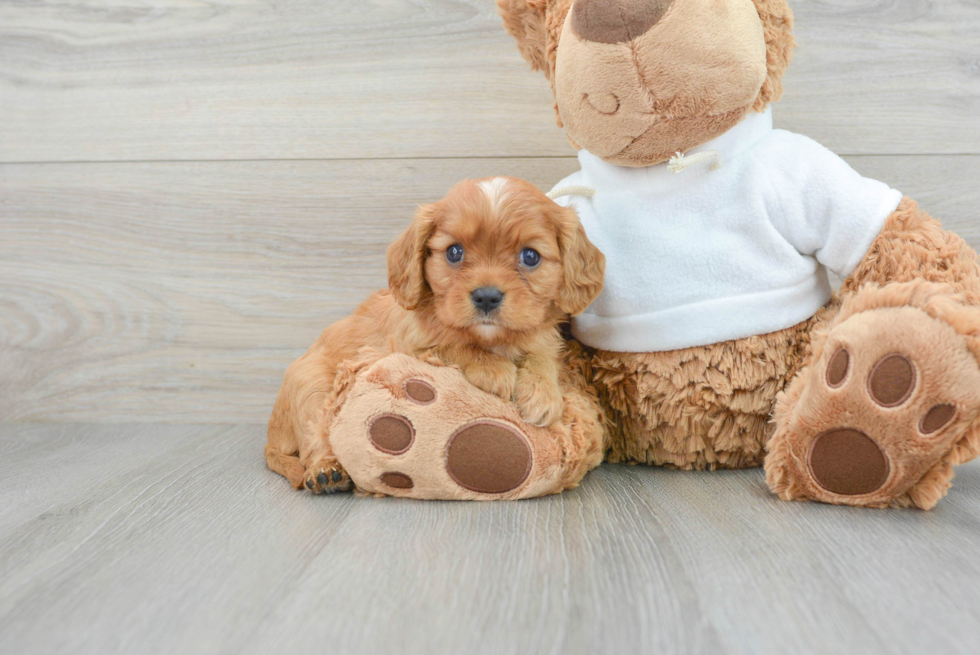 Akc Registered Cavalier King Charles Spaniel Baby