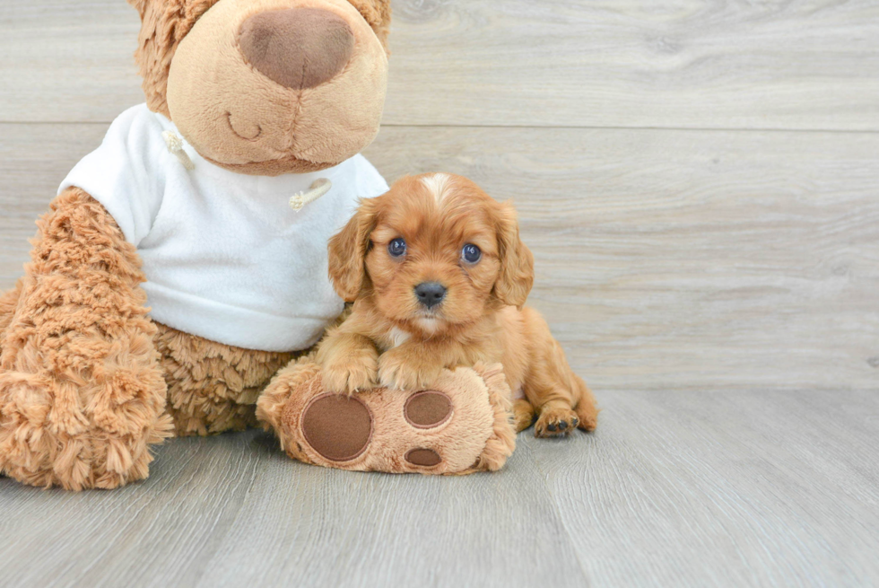 Popular Cavalier King Charles Spaniel Baby