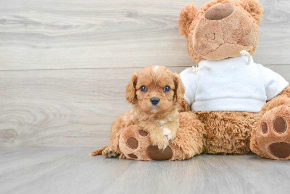 Funny Cavalier King Charles Spaniel Baby