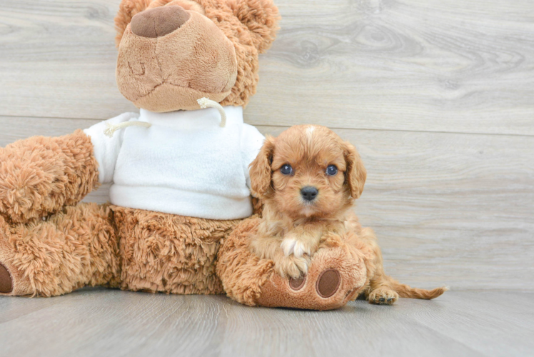 Playful Cavalier King Charles Spaniel Baby