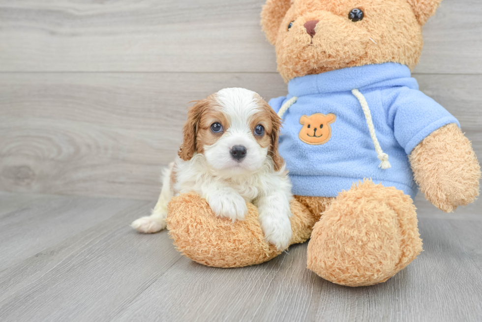 Sweet Cavalier King Charles Spaniel Purebred Puppy