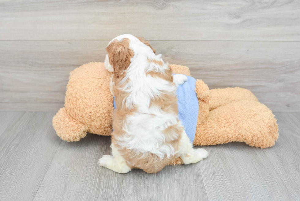 Akc Registered Cavalier King Charles Spaniel Baby