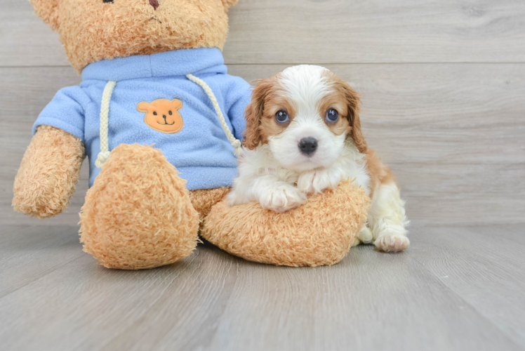 Best Cavalier King Charles Spaniel Baby