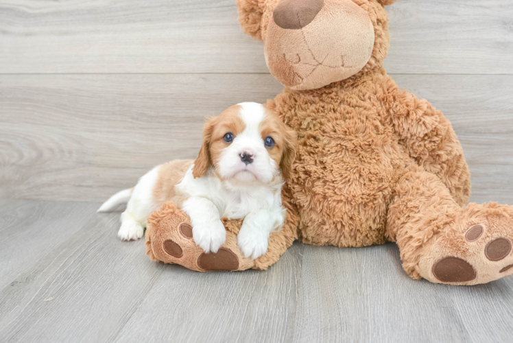 Cavalier King Charles Spaniel Puppy for Adoption