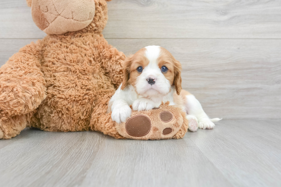 Cavalier King Charles Spaniel Puppy for Adoption