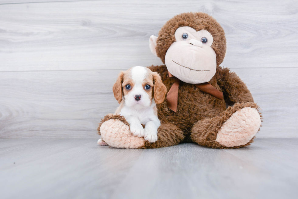 Best Cavalier King Charles Spaniel Baby