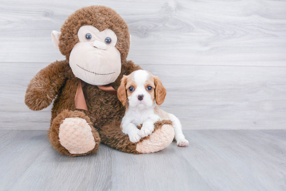 Cavalier King Charles Spaniel Pup Being Cute