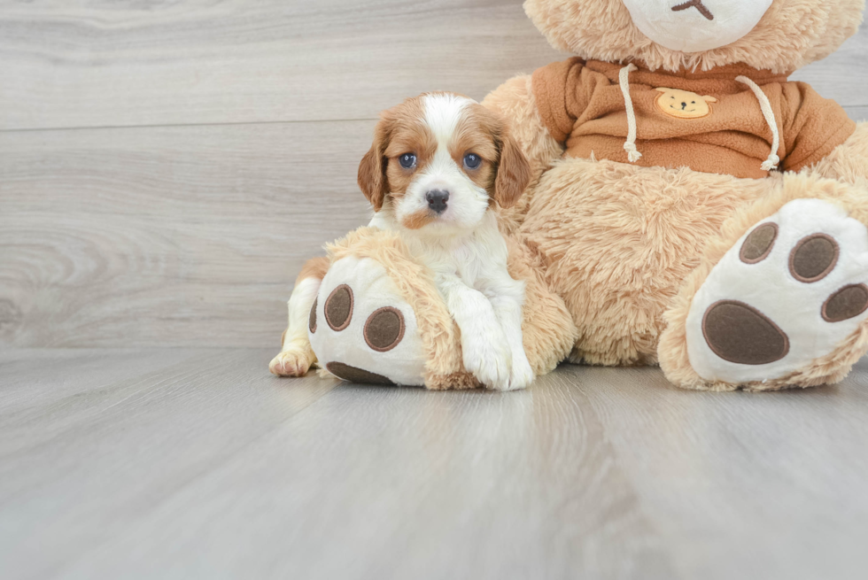 Cavalier King Charles Spaniel Pup Being Cute