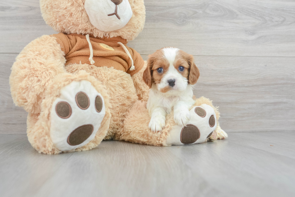 Cavalier King Charles Spaniel Pup Being Cute