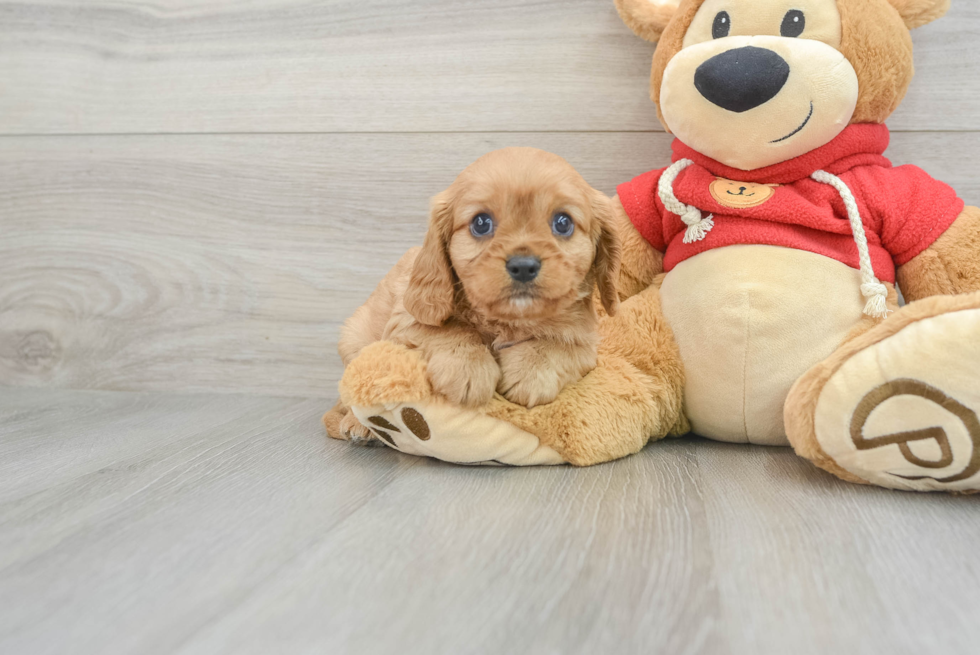 Cavalier King Charles Spaniel Pup Being Cute