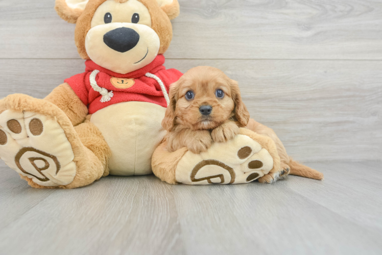 Playful Cavalier King Charles Spaniel Baby