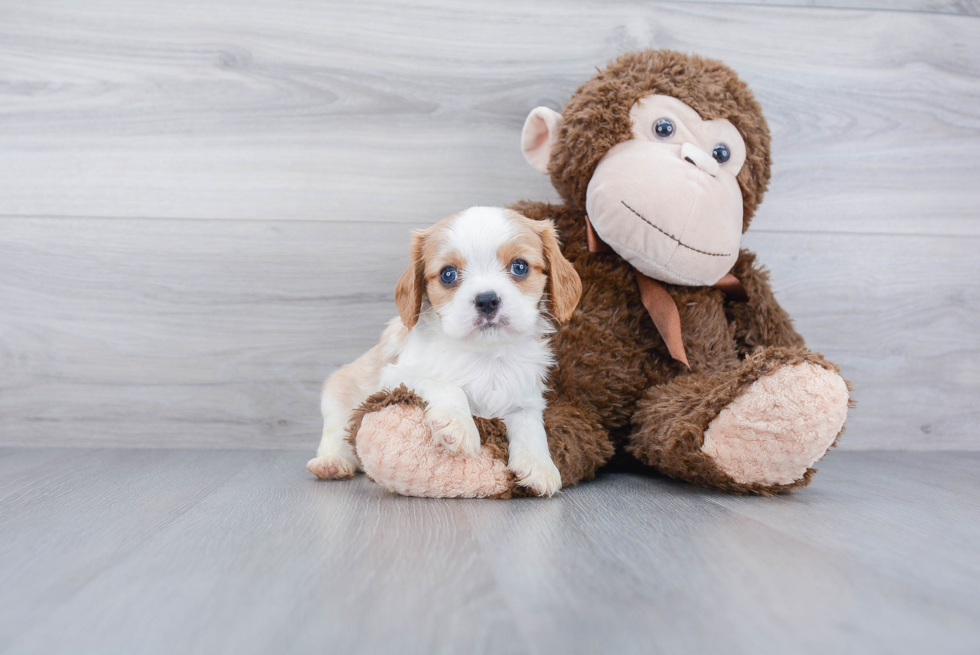 Best Cavalier King Charles Spaniel Baby