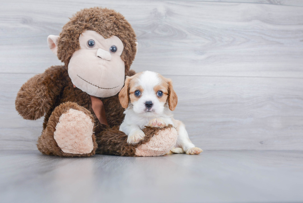 Small Cavalier King Charles Spaniel Baby