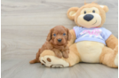 Popular Cavalier King Charles Spaniel Purebred Pup
